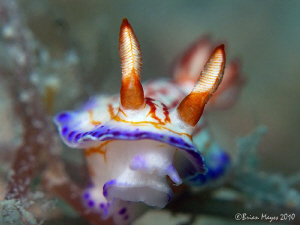 Hypselodoris species by Brian Mayes 